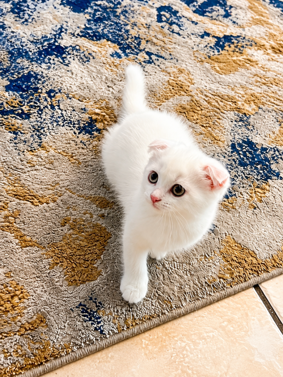 Cute Scottish Fold Male photo 8
