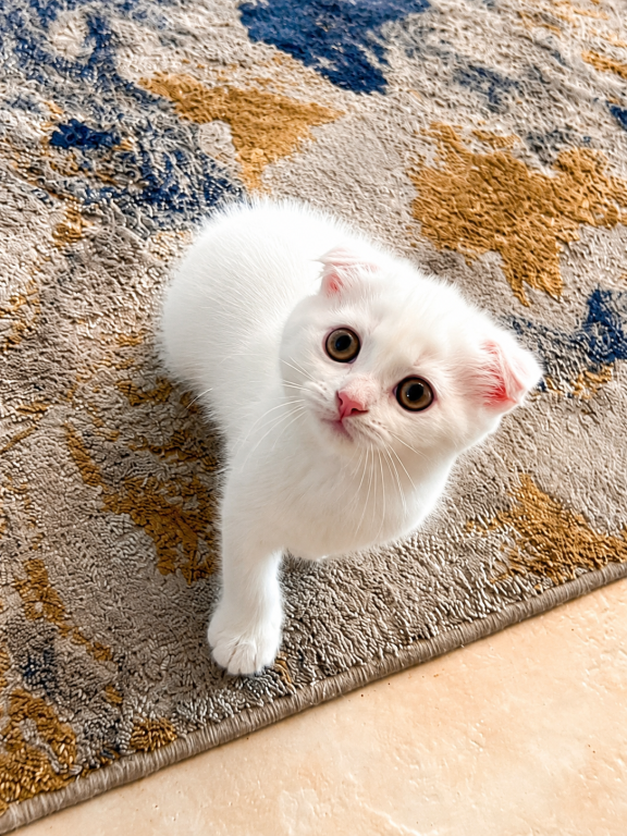 Cute Scottish Fold Male photo 1