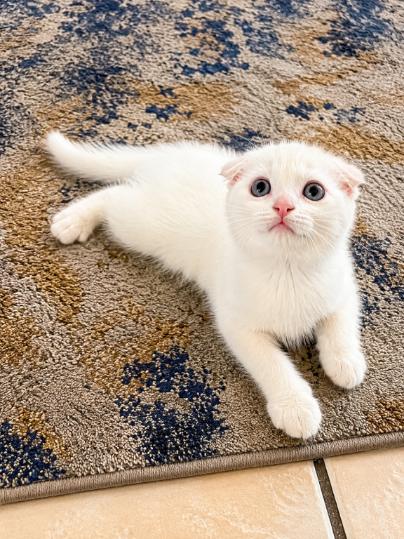 Cute Scottish Fold Male photo 4