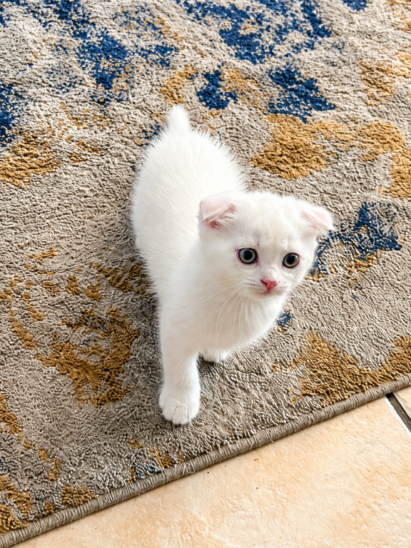 Cute Scottish Fold Male photo 7