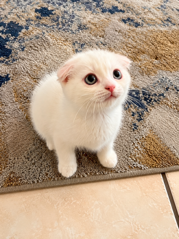 Cute Scottish Fold Male photo 2