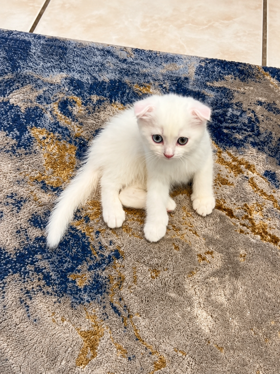Cute Scottish Fold Male photo 6