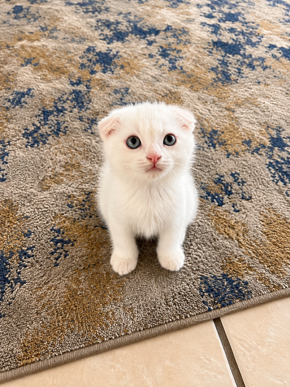 Cute Scottish Fold Male photo 3