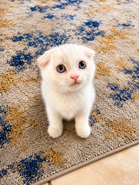 Cute Scottish Fold Male photo 5