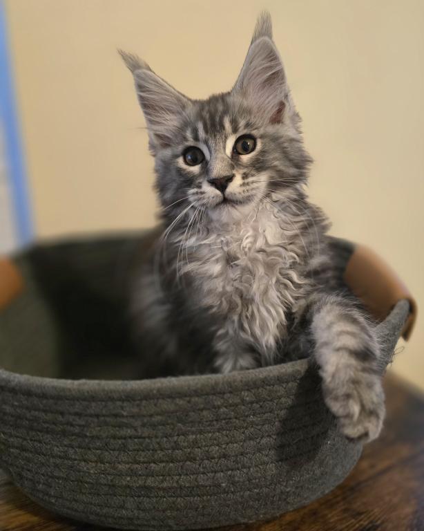 Maine Coon Female And Male photo 3