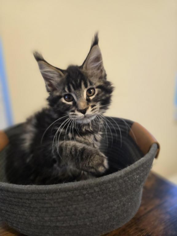 Maine Coon Female And Male photo 4