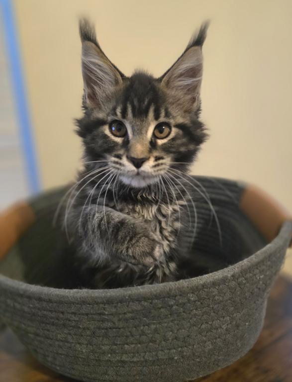 Maine Coon Female And Male photo 2