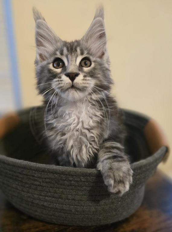 Maine Coon Female And Male