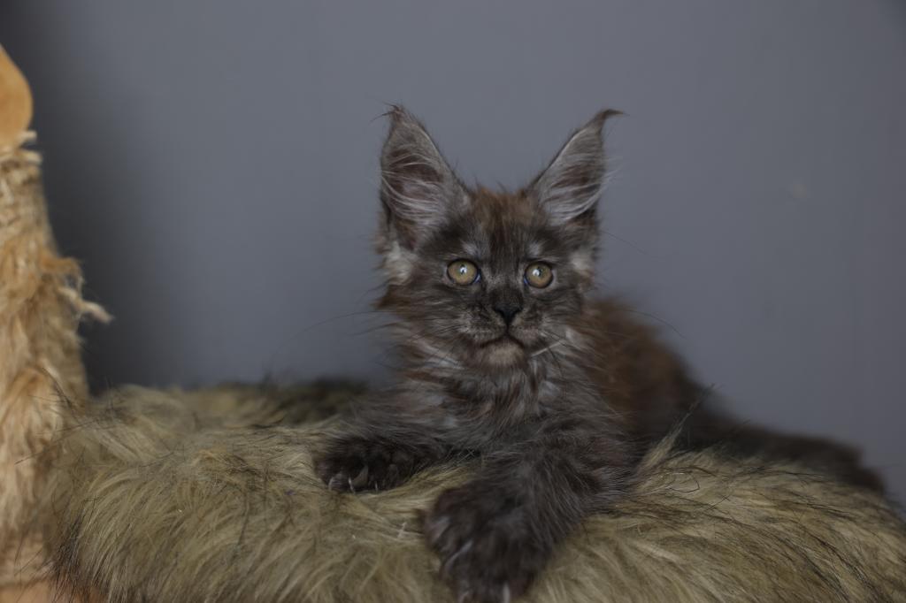 Loki photo 2