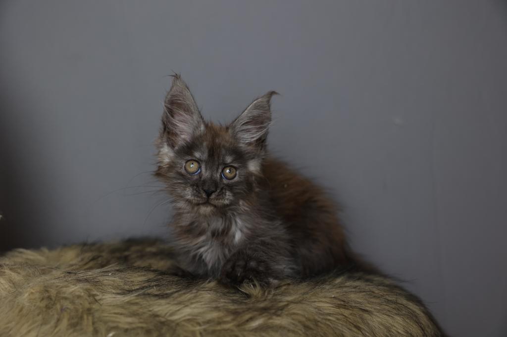 Loki photo 3