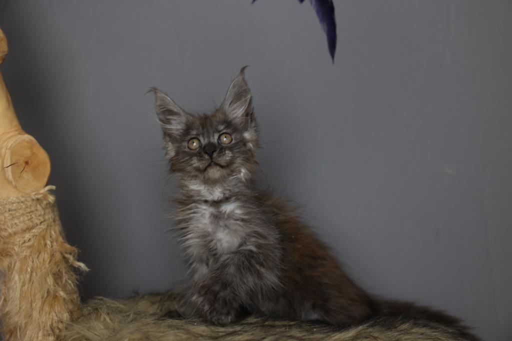 Loki photo 1