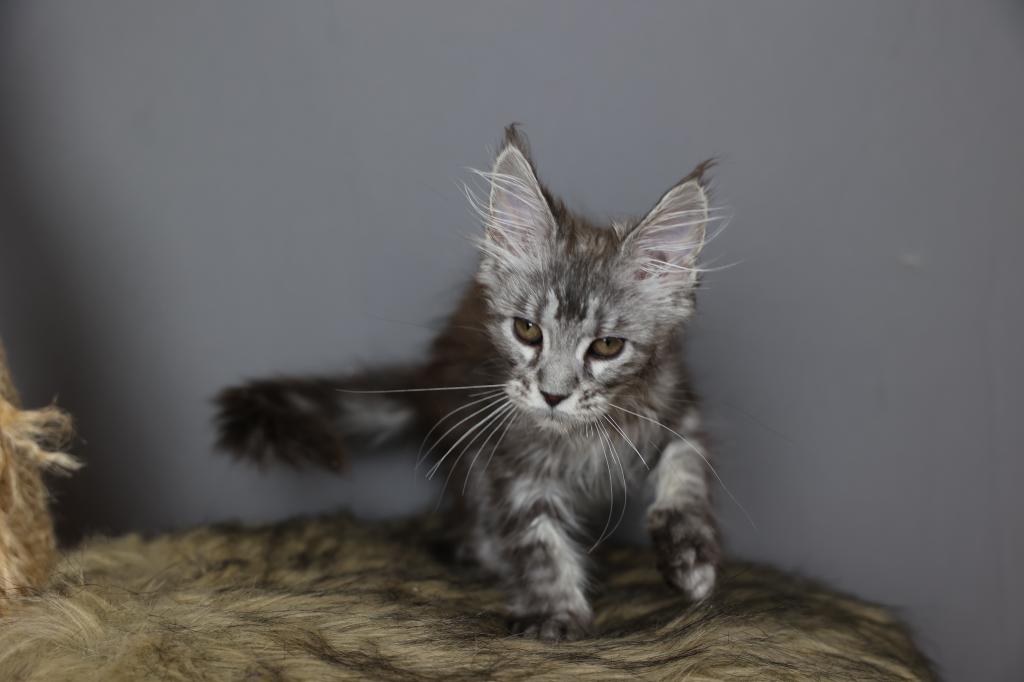 Freya photo 1