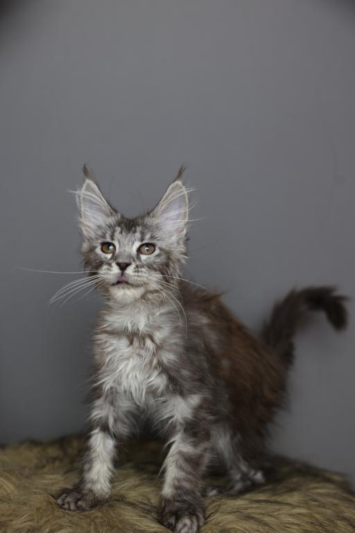 Freya photo 3