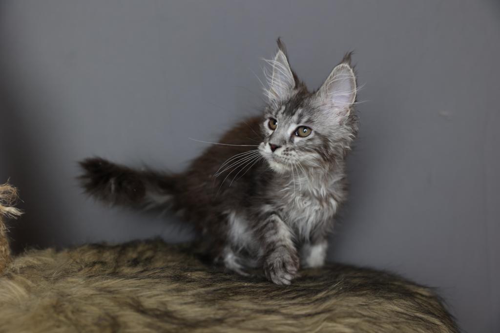 Freya photo 4