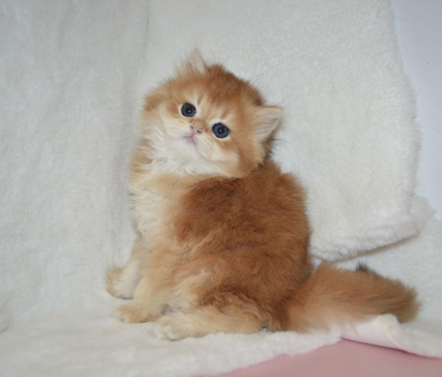 Golden British Kitten Female photo 4