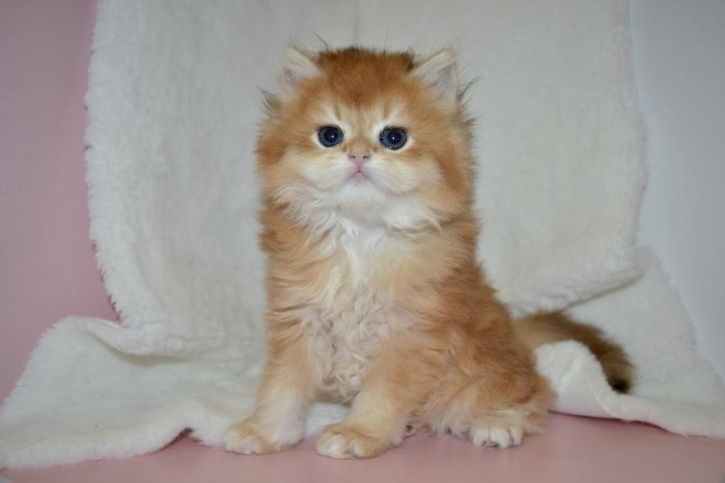 Golden British Kitten Female photo 1
