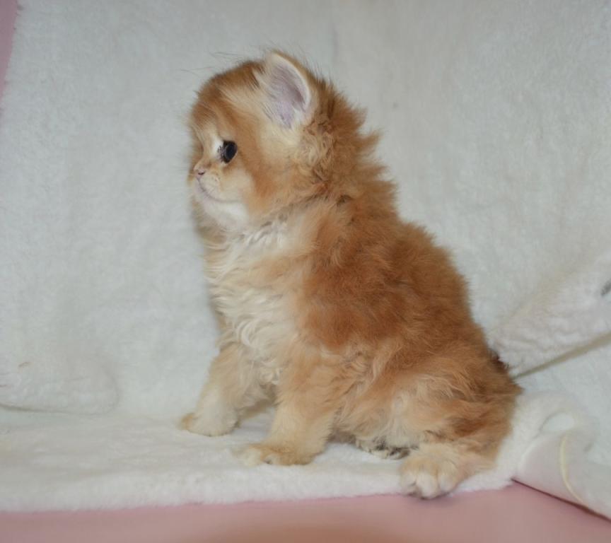Golden British Kitten Female photo 2