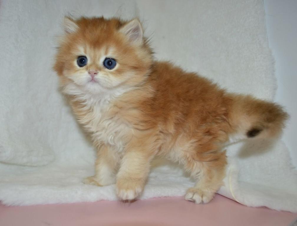 Golden British Kitten Female photo 3