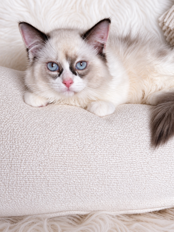 Dixi photo 3