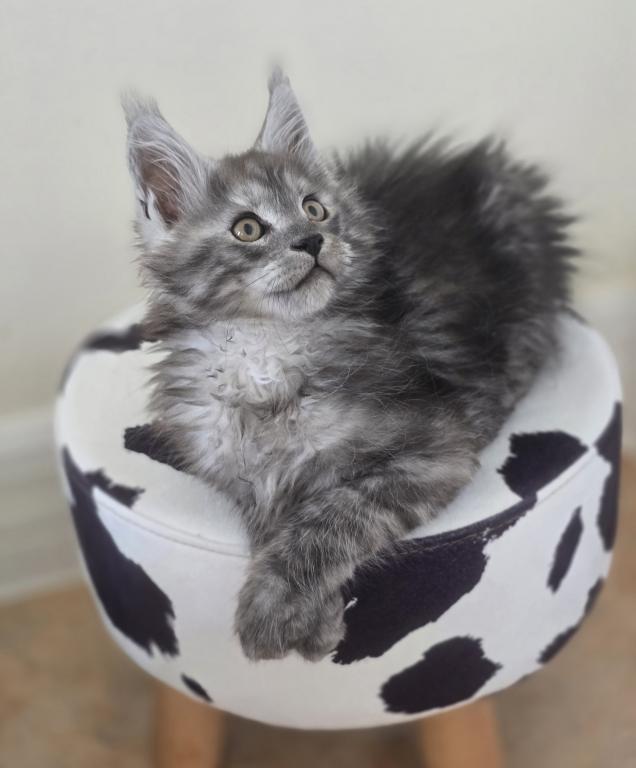 Maine Coon Male Black Smoke photo 2