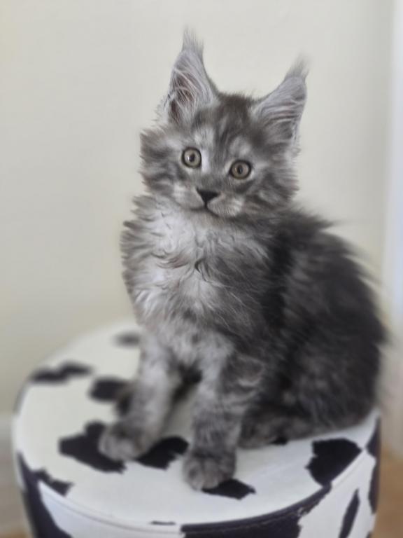 Maine Coon Male Black Smoke photo 3