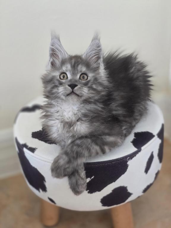 Maine Coon Male Black Smoke