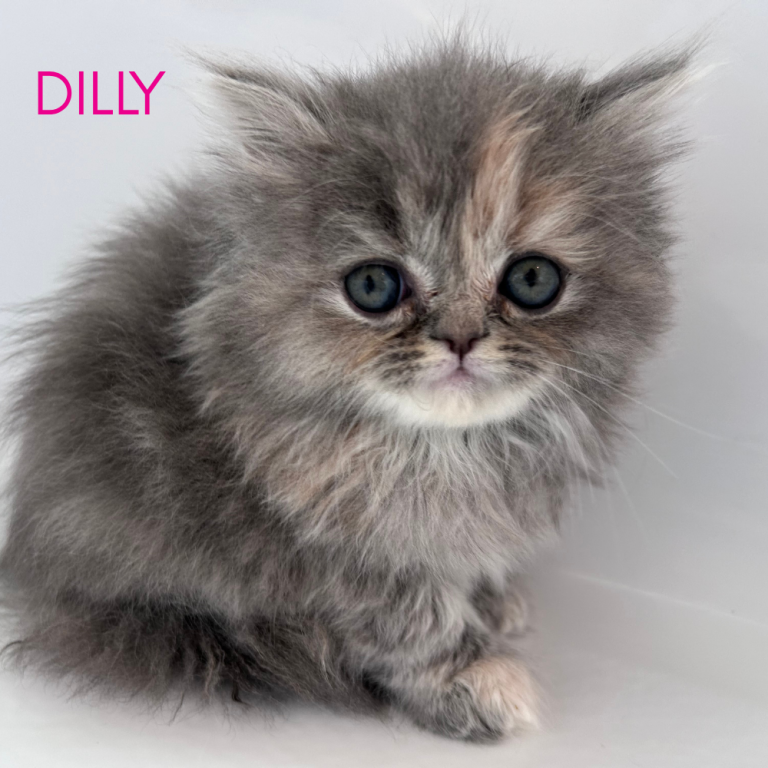 Dilly photo 1