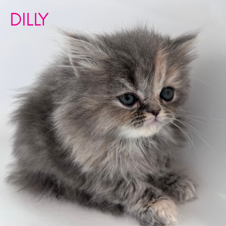 Dilly photo 2