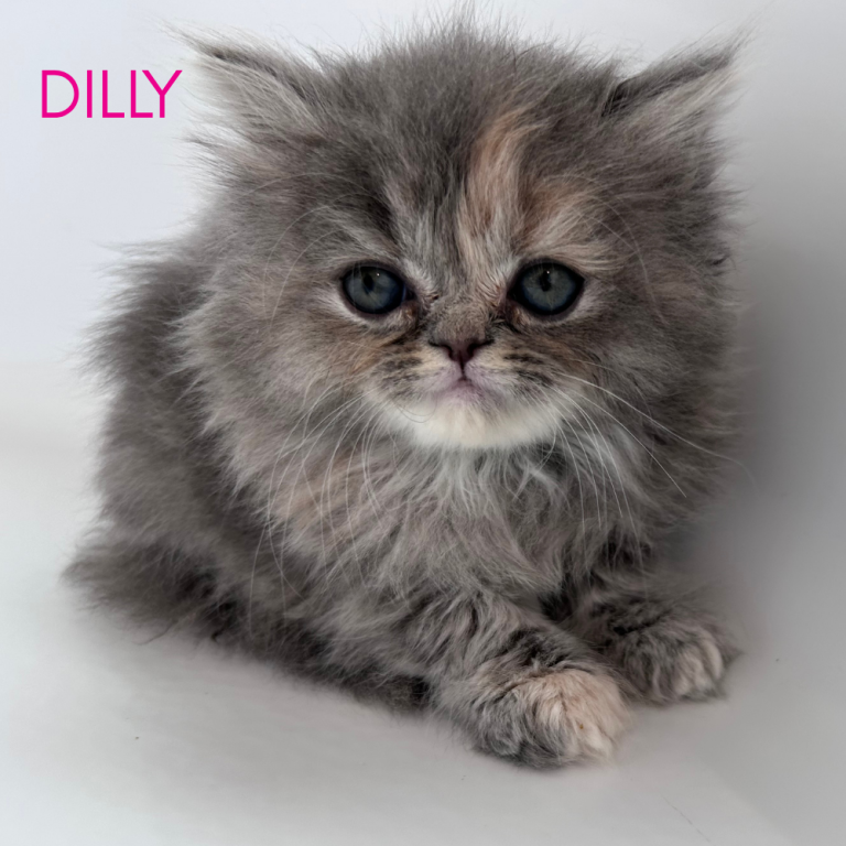 Dilly photo 3