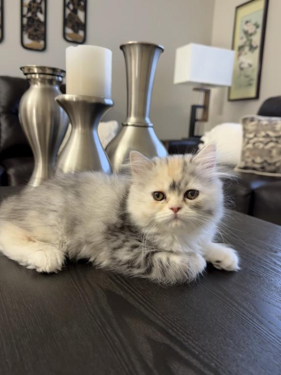 Bella