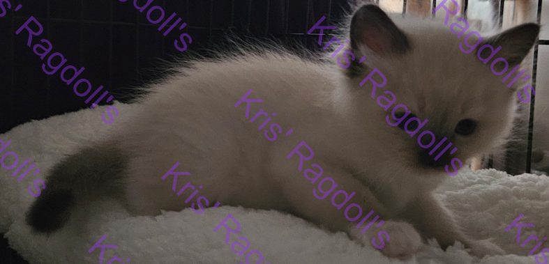 Mort Chocolate Mitted Ragdoll Kitten