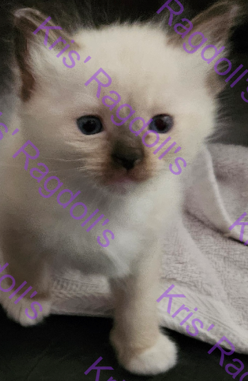 Mort Chocolate Mitted Ragdoll Kitten photo 2