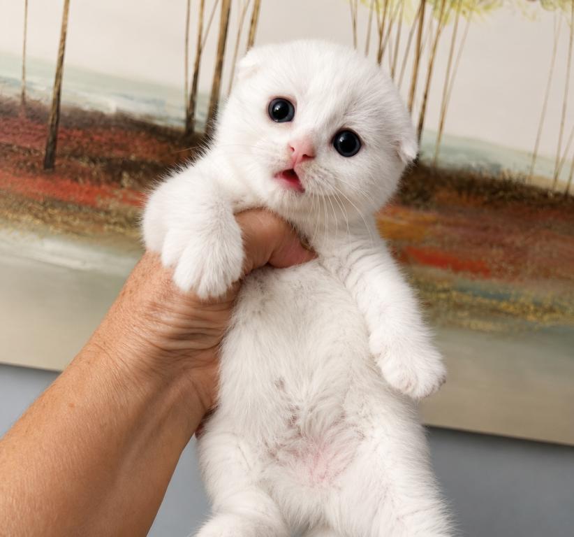 Scottish Fold Male photo 3