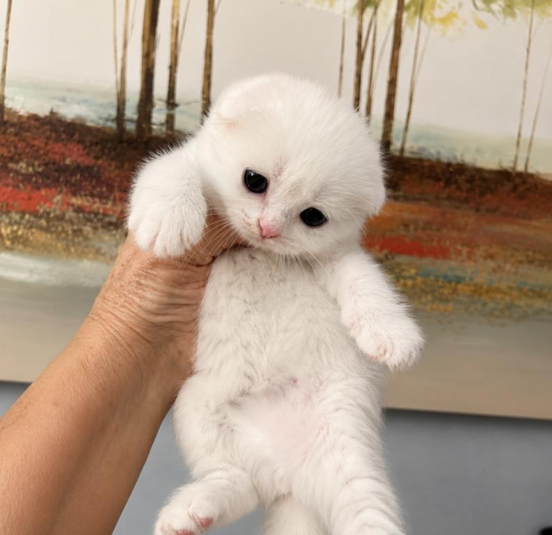 Scottish Fold Male