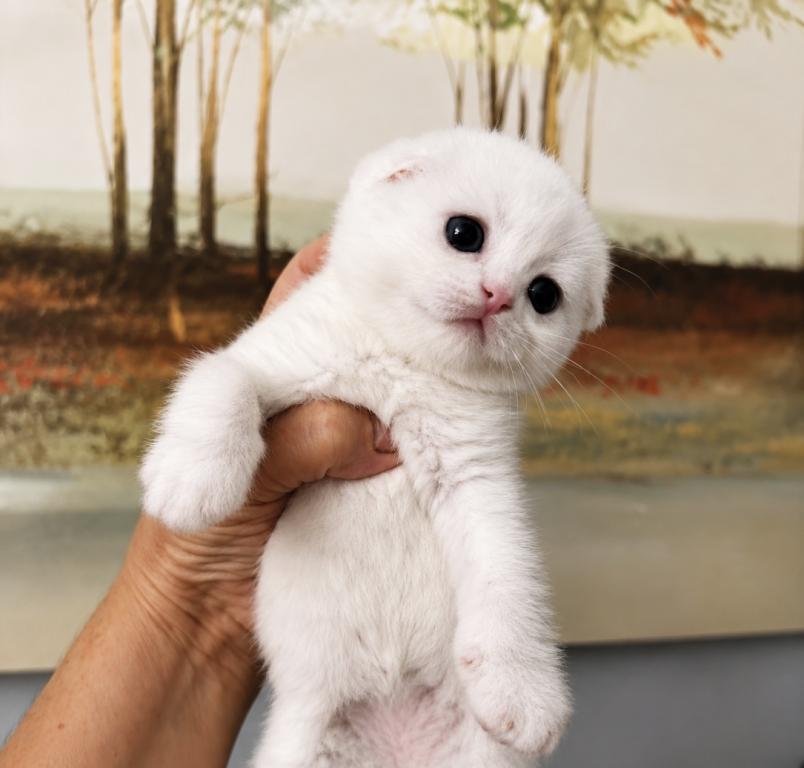 Scottish Fold Male photo 2