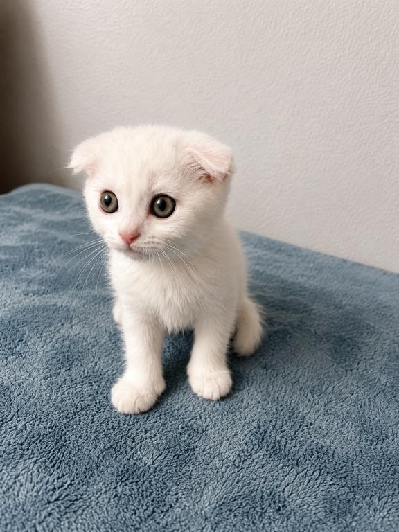 Scottish Fold Female photo 5