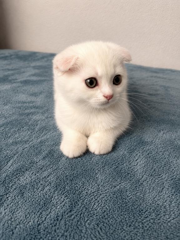 Scottish Fold Female photo 4