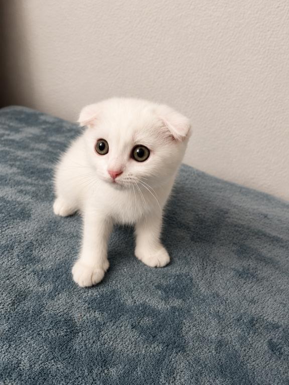 Scottish Fold Female photo 2