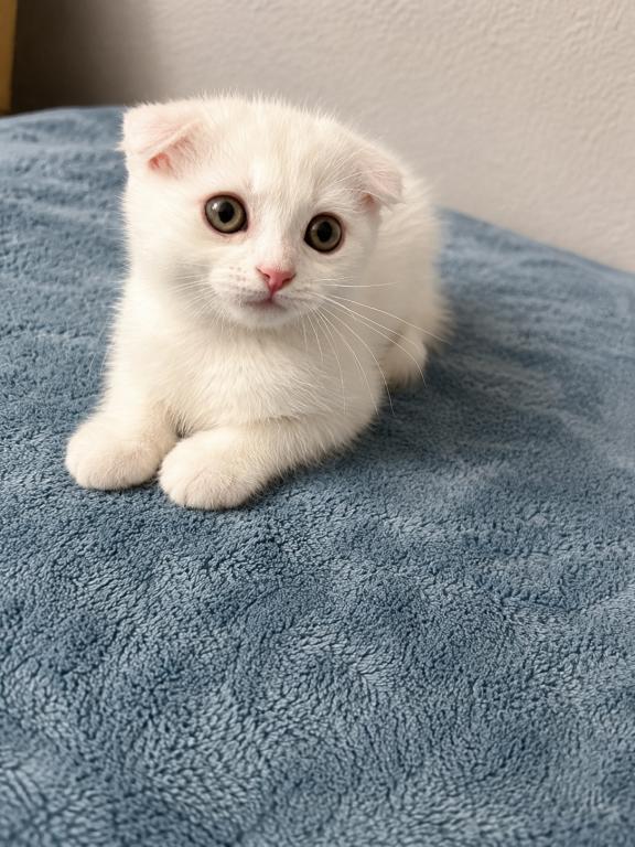 Scottish Fold Female photo 3