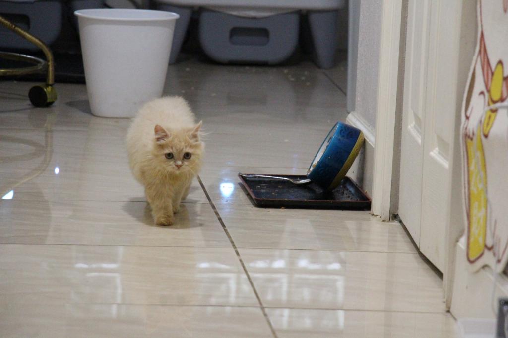 Honey photo 14