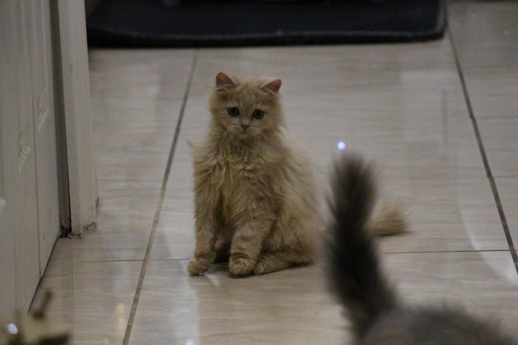 Honey photo 5