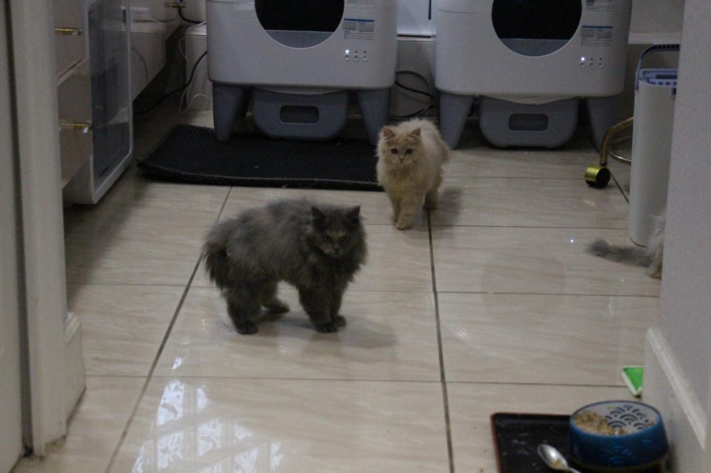 Honey photo 7