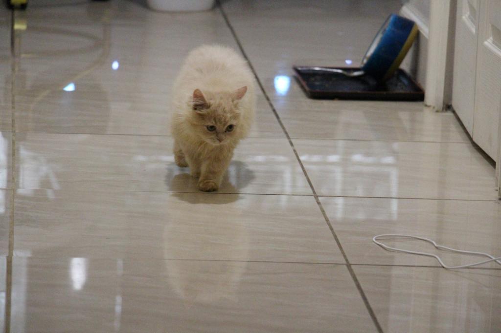 Honey photo 13