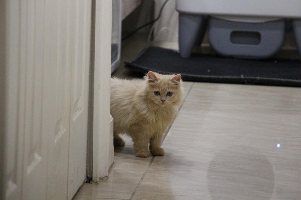 Honey photo 1