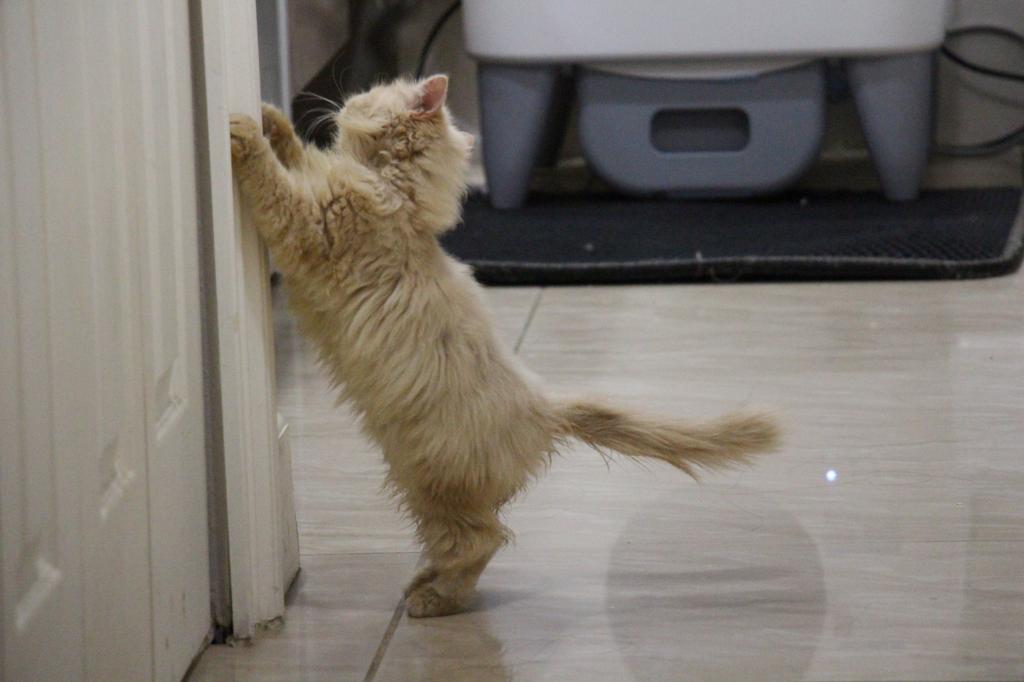 Honey photo 6