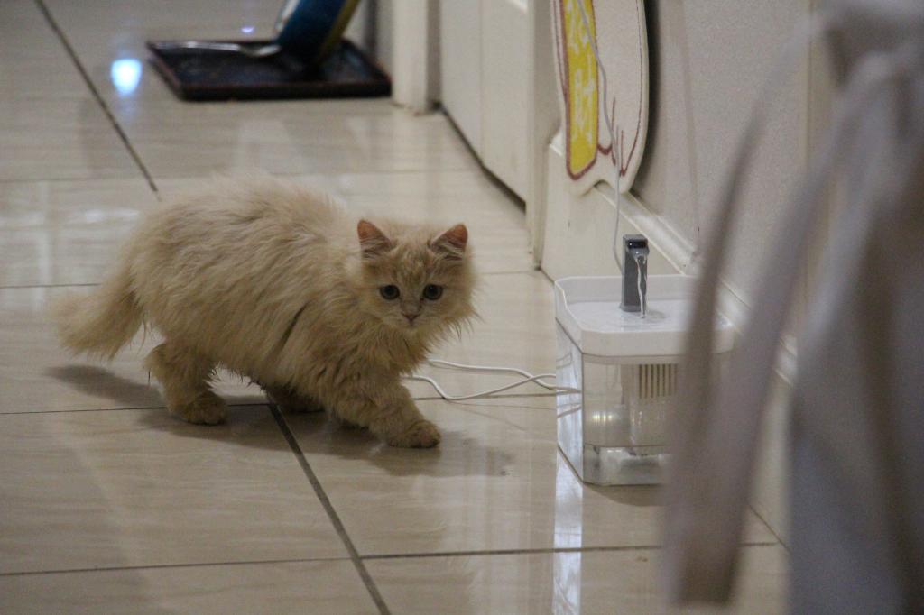 Honey photo 10