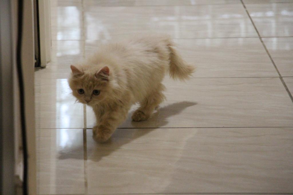 Honey photo 12