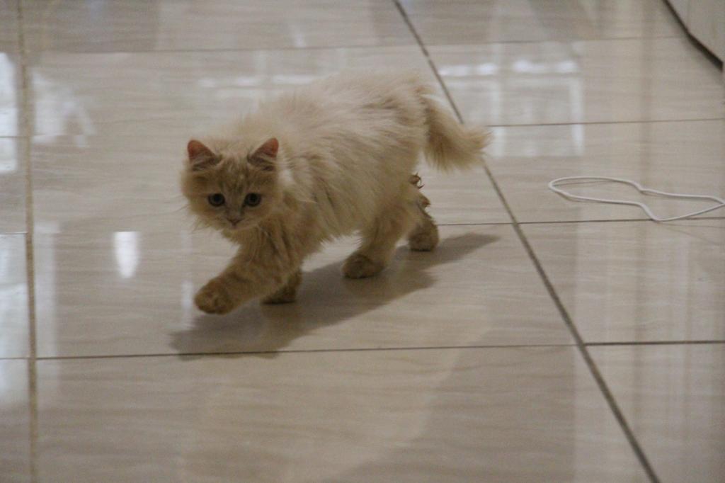 Honey photo 11