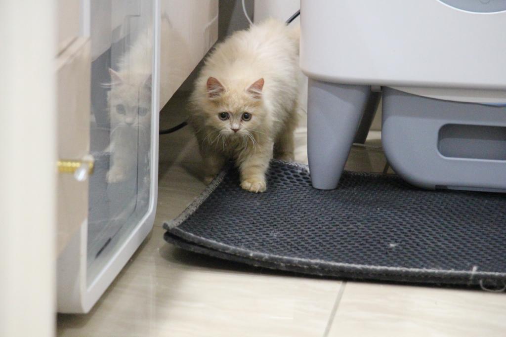 Honey photo 9