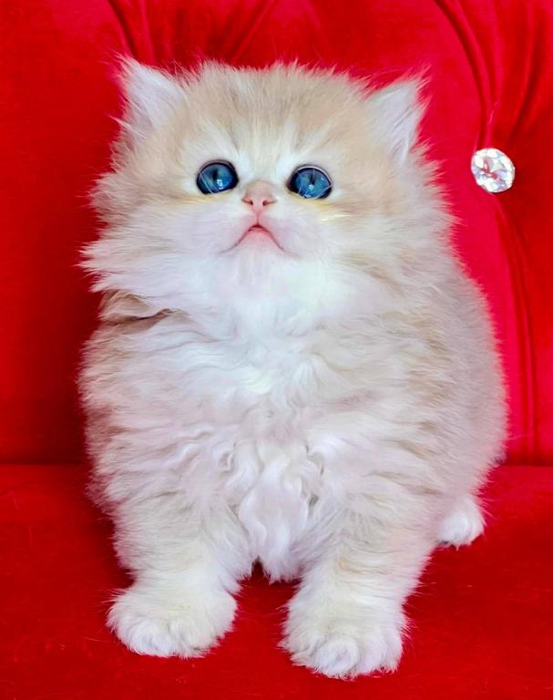 British Longhair Blue Golden Female photo 3